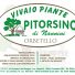 VIVAIO PIANTE PITORSINO